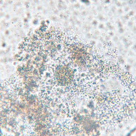 �������� ��������� Bio VD300 Magus 83012