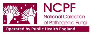 Saccharomyces cerevisiae NCPF 3191 Lenticule� discs 