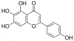 Scutellarein PHL83283-10MG