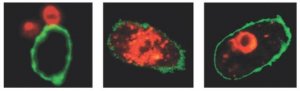LookOut� Mycoplasma qPCR Detection Kit MP0040A-1KT