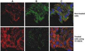 ProteoExtract� Native Cytoskeleton Enrichment 17-10210
