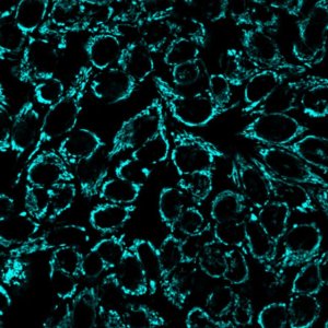 BioTracker 405 Blue Mitochondria Dye SCT135