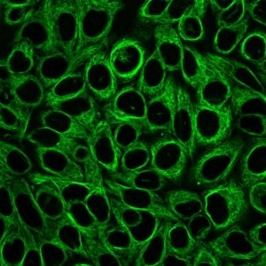 BioTracker 488 Green Microtubule Cytoskeleton Dye SCT142