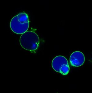 BioTracker NucView� 405 Blue Caspase-3 Dye (DMSO) SCT102