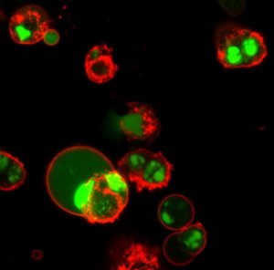 BioTracker NucView� 488 Green Caspase-3 Dye (DMSO) SCT100