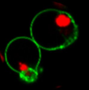BioTracker NucView� 530 Red Caspase-3 Dye (DMSO) SCT103