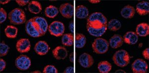CellVue� Claret Far Red Fluorescent Cell Linker Midi Kit for General Membrane Labeling 