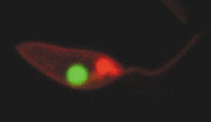 PKH26 Red Fluorescent Cell Linker Kit for General Cell Membrane Labeling 