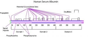 Albumin solution human 