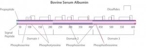 Bovine Serum Albumin solution 