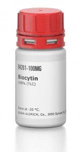 Biocytin 