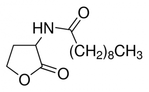 N-Decanoyl-DL-homoserine lactone 17248-25MG