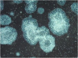 PluriSTEM-XF� Recombinant Vitronectin CC130