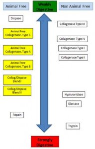 Animal Free Collagenase, Type C SCR138