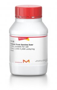 Catalase from bovine liver 
