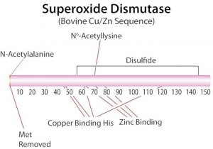 Superoxide Dismutase from bovine erythrocytes 