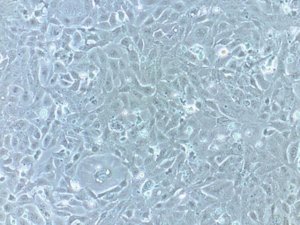 Fetal Bovine Serum TMS-016-B