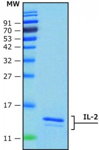 Interleukin-2 human 