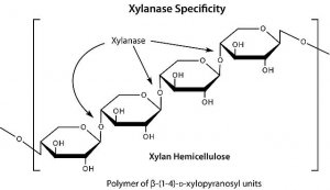 Driselase� Basidiomycetes sp. 
