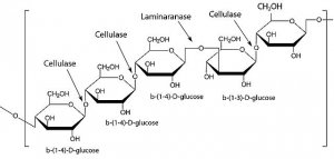 Driselase� Basidiomycetes sp. 