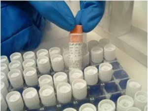 CHOZN� CHO K1 Host Cell Line CHOK1-1VL