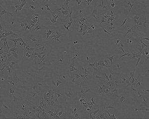 293 Cell Line human 
