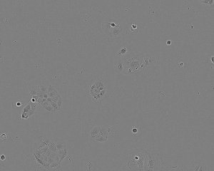CACO-2 Cell Line human 