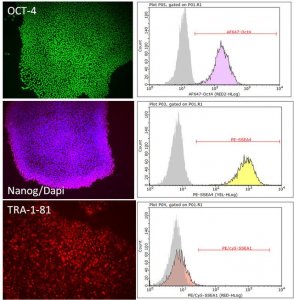 PluriSTEM-XF� Human ES/iPS Cell Medium SCM132