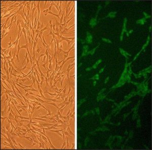Canine Skeletal Muscle Cells: CnSkMC (Cryovial) CN150-05