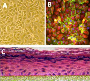 Human Epidermal Keratinocytes: HEK, fetal 102-05F