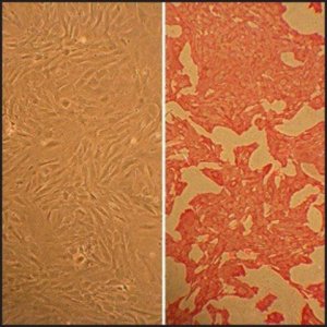 Rat Aortic Smooth Muscle Cells: RAOSMC, adult R354-05A
