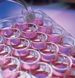 Millicell Cell Culture Insert, 30 mm, polycarbonate, 0.4 �m PIHP03050