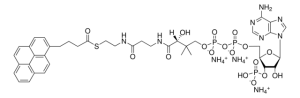04:0 Pyrene Coenzyme A 810704P-1MG