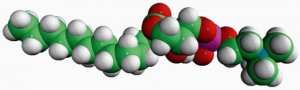 13:0 Lyso PC 855476C-25MG
