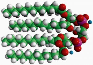 14:0 Cardiolipin (ammonium salt) 710332C-25MG