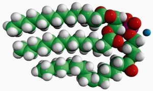 14:0 Hemi BMP (S,R) 857132C-5MG