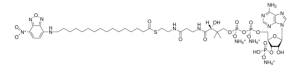16-NBD-16:0 Coenzyme A 810705P-1MG
