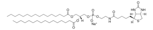 16:0 Biotinyl PE 