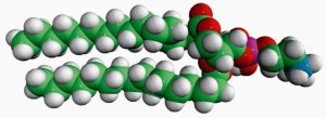 16:0 Monomethyl PE 850851P-25MG