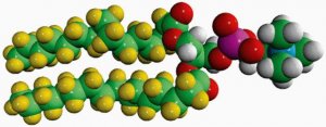 16:0 PC-d62 860355C-10MG