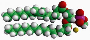 16:0 Phosphatidylmethanol 840419C-25MG