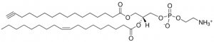 16:0(Alkyne)-18:1 PE 
