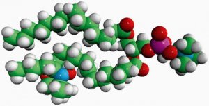 16:0-14 Doxyl PC 810605P-1MG