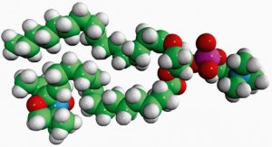 16:0-16 Doxyl PC 810604P-1MG