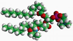 16:0-7 Doxyl PC 810602P-1MG