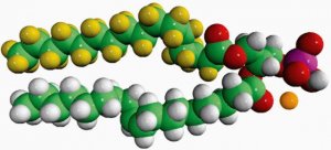 16:0-d31-18:1 PA 860453C-10MG