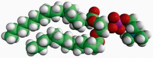 18:0-14:0 PC 850464P-25MG