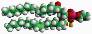 18:1 Phosphatidylpropanol 860103C-25MG