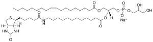18:1-12:0 Biotin PG 