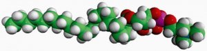 22:0 Lyso PC 855779C-25MG